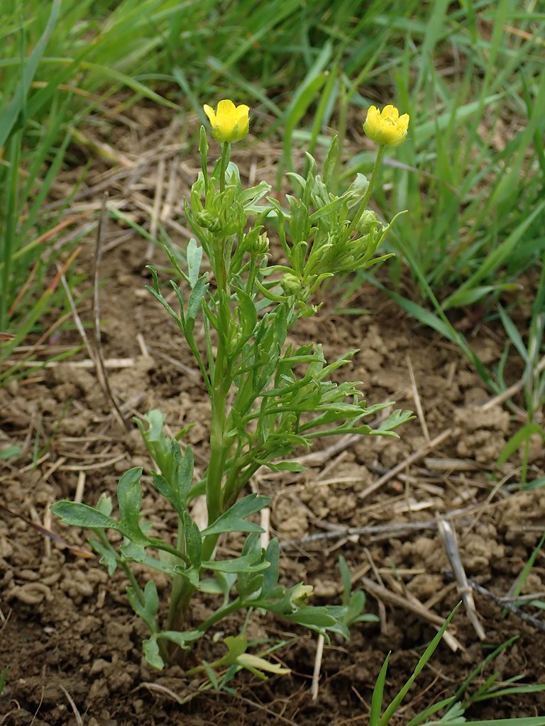 Ranunculus arvensis